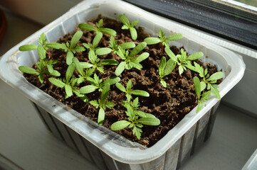 A tray of flourishing marigold seedlings, illuminated by the sun's gentle rays in a window.