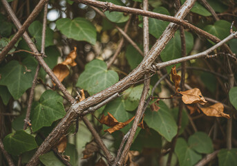 Close Up of Brown Twigs and Green Ivy Leaves