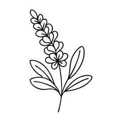 lavender flower icon, lavender flower vector illustration-simple illustration of lavender flower, perfect for lavender flower logos and icons