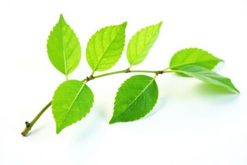 Fototapeta premium Delicate branch with leaves isolated on white background, isolated branches, woody