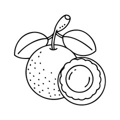 longan icon, longan vector illustration-simple illustration of longan, perfect for longan logos and icons