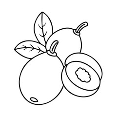 loquat fruit icon, loquat fruit vector illustration-simple illustration of loquat fruit, perfect for loquat fruit logos and icons