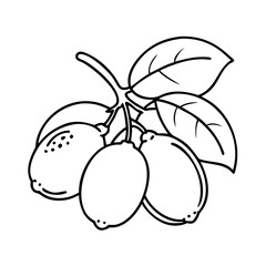 loquat fruit icon, loquat fruit vector illustration-simple illustration of loquat fruit, perfect for loquat fruit logos and icons