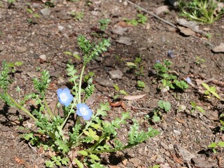 花壇で咲いているネモフィラ