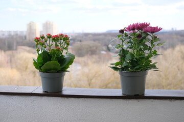 Flower pot in pot on balcony for decoration