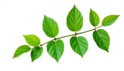 Green leafy branch isolated on white background, with a few delicate petals, white, leaves, plant