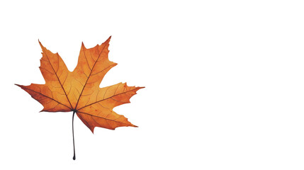 Fototapeta premium Autumn Maple Leaf on White Background: Isolated Professional Image for Design Projects.