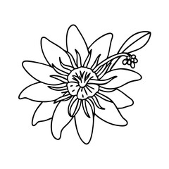 passionflower flower icon, passionflower flower vector illustration-simple illustration of passionflower flower, perfect for passionflower flower logos and icons