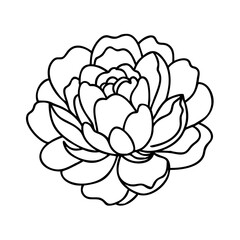 peony flower icon, peony flower vector illustration-simple illustration of peony flower, perfect for peony flower logos and icons