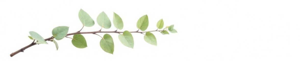 Fototapeta premium Single branch with delicate leaves isolated on white background, simple, single