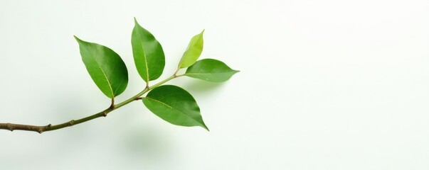 Obraz premium Single branch with leaves on white background, botanical garden, plant branch, single branch