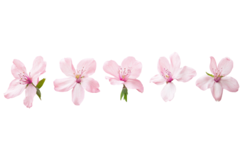 A minimalistic still life of several light pink flowers placed symmetrically against a blank white backdrop, emphasizing the pure elegance of the arrangemen