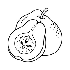 quince fruit icon, quince fruit vector illustration-simple illustration of quince fruit, perfect for quince fruit logos and icons