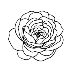 ranunculus flower icon, ranunculus flower vector illustration-simple illustration of ranunculus flower, perfect for ranunculus flower logos and icons
