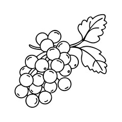 redcurrant fruit icon, redcurrant fruit vector illustration-simple illustration of redcurrant fruit, perfect for redcurrant fruit logos and icons