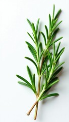 Fototapeta premium Sprigs of fresh rosemary branches on white surface, isolated, botanical