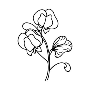 recommend clip art: sweet pea flower icon, sweet pea flower vector illustration-simple illustration of sweet pea flower, perfect for sweet pea flower logos and icons