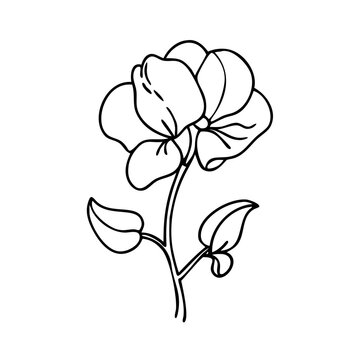 recommend clip art: sweet pea flower icon, sweet pea flower vector illustration-simple illustration of sweet pea flower, perfect for sweet pea flower logos and icons