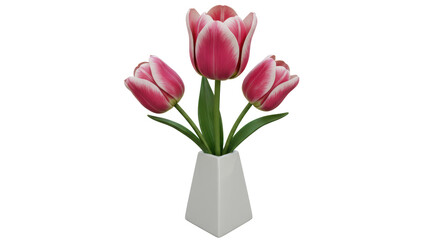 Isolated Pink Tulips in White Vase