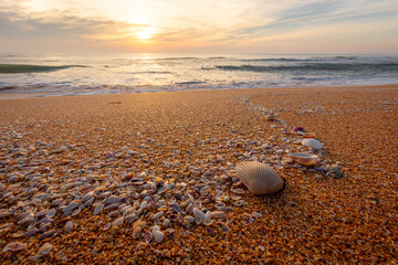 Shells on the beach with sun rising in the background