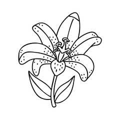 toad lily flower icon, toad lily flower vector illustration-simple illustration of toad lily flower, perfect for toad lily flower logos and icons