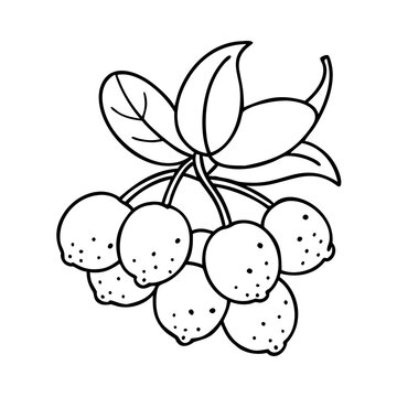 yumberry icon, yumberry vector illustration-simple illustration of yumberry, perfect for yumberry logos and icons