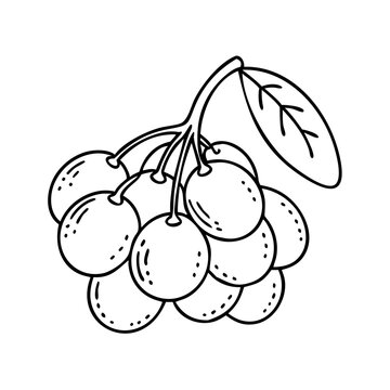 yumberry icon, yumberry vector illustration-simple illustration of yumberry, perfect for yumberry logos and icons