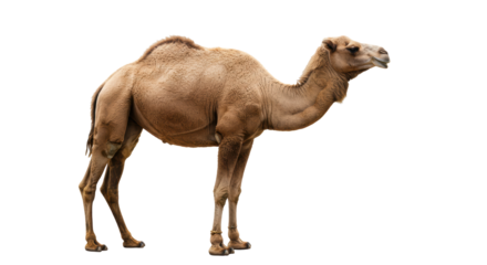 Isolated Camel
