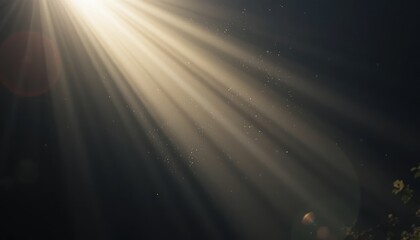 Illuminating sunbeams breaking through dense forest canopy nature photography tranquil environment ethereal viewpoint