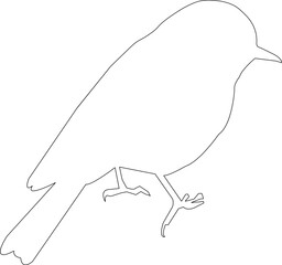Obraz premium eastern bluebird outline silhouette Vector