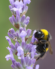 close up bumblebee from the side upright, eye and wings of a bumblebee, bumblebee on lavender...