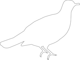 Pigeon shape outline template