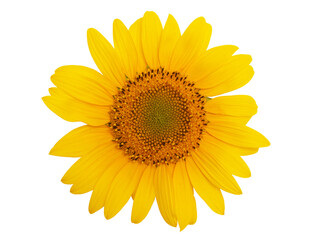 Fototapeta premium Sunflower isolated on white background