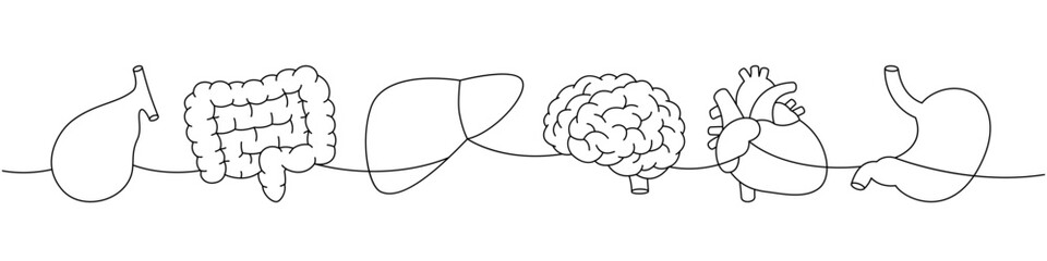 Set of human organ one line continuous drawing. Gallbladder, intestines, liver, brain, heart, stomach continuous one line illustration.