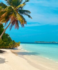 Obraz premium tropical beach with palm trees
