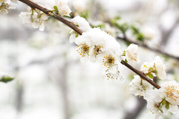 A branch of a flowering tree covered covered with snow, spring frosts during the blossoming period of fruit trees.