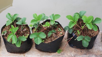 Three strawberry trees planted in black polybags