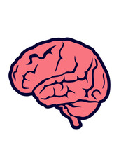 cerveau humain cervelle dessin