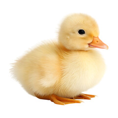 Baby Yellow Duckling Isolated on Transparent Background