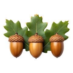 Three acorns with oak leaves natural autumn harvest isolated on transparent background for seasonal design