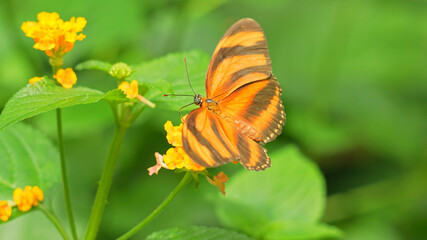 Butterfly Banded Orange flapping their wings on the orange blooming flower, feeding. This butterflies found in Brazil north through Central America, Texas and Kansas.