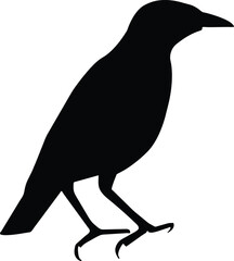 Vector hand drawn doodle sketch crow silhouette isolated on white background