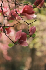 The magnolias are in full bloom