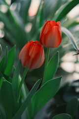 red tulips in the garden