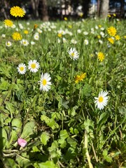 flowers in the garden