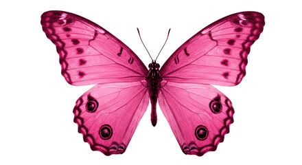 Isolated Pink Butterfly with Open Wings