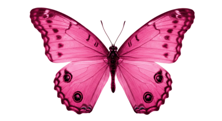 Isolated Pink Butterfly with Open Wings