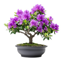 Purple rhododendron bonsai tree in a black plastic pot isolated on transparent background