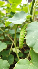 Vibrant Green Caterpillar Crawling on Leaf Surrounded by Lush Foliage and Soft Light in Natural Environment