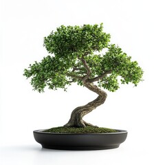 Small, meticulously crafted bonsai tree in a dark pot. Lush greenery,  elegant,  curved trunk
